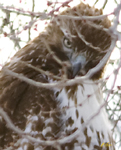 Redtailed Hawk